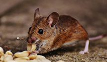 24 Hour & Emergency Exterminators in Pennsville, OH